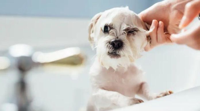 Removing Unwanted Dog Odor After a Bath