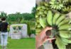 Ancestral Advice: Place bananas on the ancestral altar, but do not take them to the grave. Why?