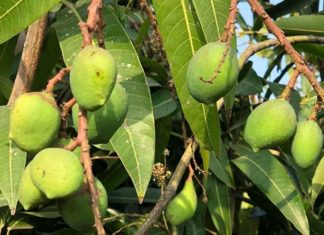 How to Purchase Dong Thap Cat Chu Mango – Prices Explained