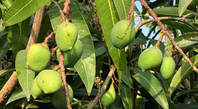 How to Purchase Dong Thap Cat Chu Mango – Prices Explained