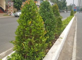 A Comprehensive Guide to Cultivating and Caring for Lucky Bamboo