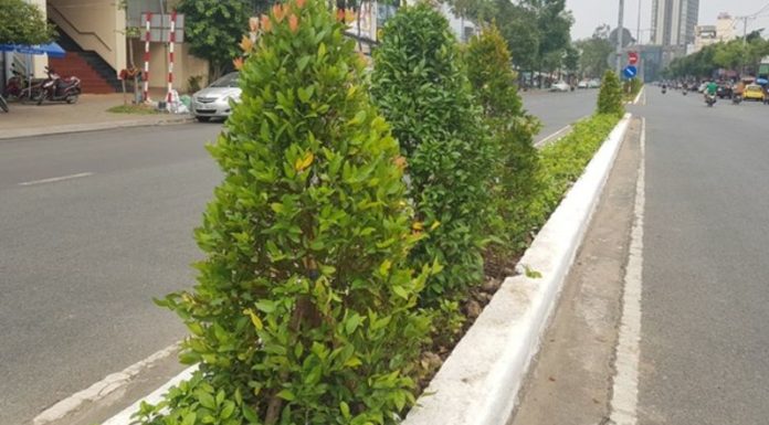 A Comprehensive Guide to Cultivating and Caring for Lucky Bamboo