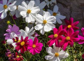 Discover All the Advantages of Cultivating Star Jasmine