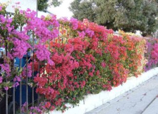 Learn How to Grow and Take Care of Pentas Flowers