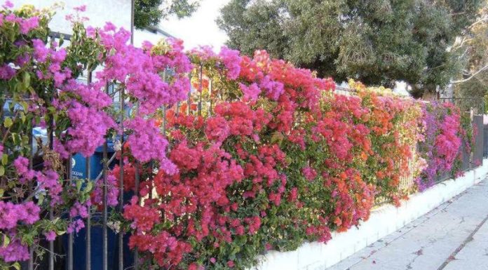 Learn How to Grow and Take Care of Pentas Flowers