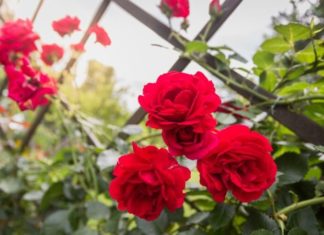 Tips for Growing and Caring for a Blazing Rose in the Home Environment