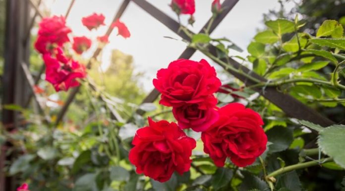 Tips for Growing and Caring for a Blazing Rose in the Home Environment