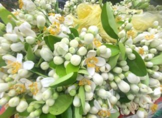 What is the significance of pomelo flowers that make people in Hanoi eager to buy them, even at a price of half a million dong per kilogram?