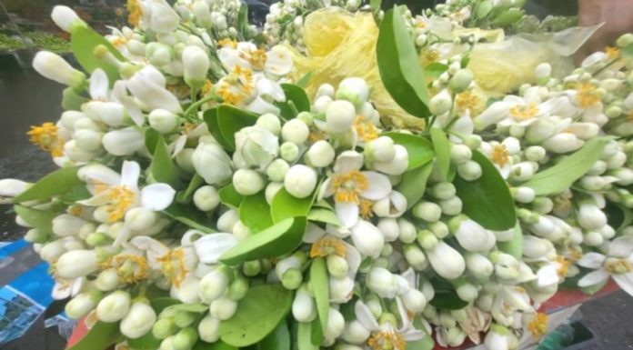What is the significance of pomelo flowers that make people in Hanoi eager to buy them, even at a price of half a million dong per kilogram?