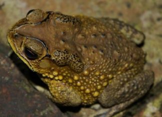 Fear not the frog entering the house, fear instead the three trees in front of the gate: Which three trees are so intimidating?