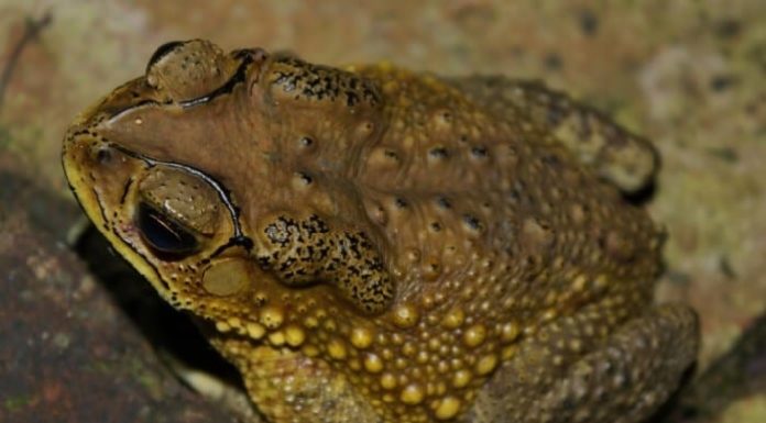 Fear not the frog entering the house, fear instead the three trees in front of the gate: Which three trees are so intimidating?