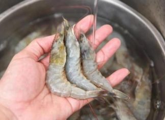 Boiling shrimp: the secret to perfectly tender and flavorful shrimp