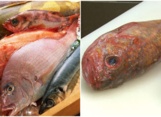 3 Types of Fish that Can Harm the Liver, Kidneys, and Internal Organs of Humans: Especially the First Type that Many People Love to Eat