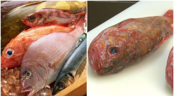 3 Types of Fish that Can Harm the Liver, Kidneys, and Internal Organs of Humans: Especially the First Type that Many People Love to Eat