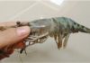 3 Affordable Types of Shrimp You Should Never Buy, Second Type Is Popular