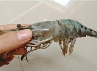 3 Affordable Types of Shrimp You Should Never Buy, Second Type Is Popular