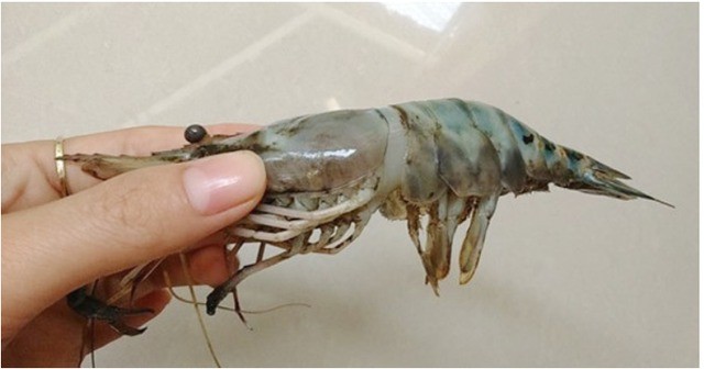 3 Affordable Types of Shrimp You Should Never Buy, Second Type Is Popular