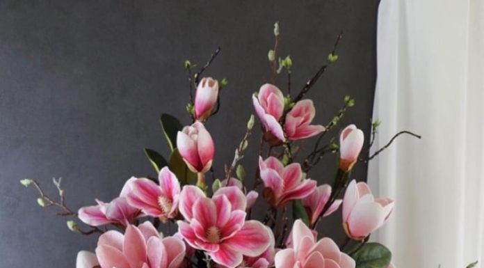 5 Types of Trees That Have Negative Effects on Health and Feng Shui, Not Suitable for Indoor Planting