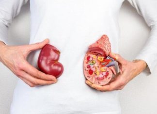8 Unnecessary Organs That Can Be Removed Without Harming Human Life