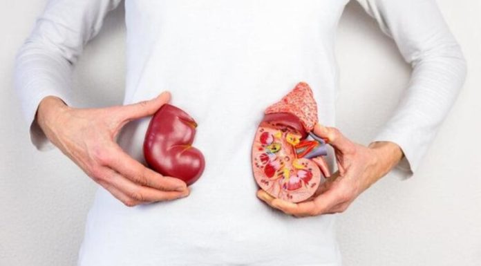 8 Unnecessary Organs That Can Be Removed Without Harming Human Life