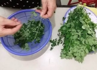 Vegetable with 4 times more calcium than milk and equal to bird nest: Only 5,000/bunch at the market, few people know to eat