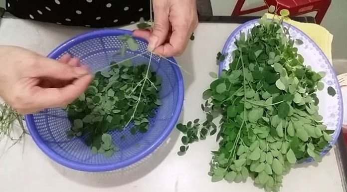 Vegetable with 4 times more calcium than milk and equal to bird nest: Only 5,000/bunch at the market, few people know to eat