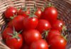 The most effective way to store tomatoes without worrying about spoilage