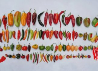 Preserve the freshness and flavor of peppers for months with this method, keeping them as fresh and delicious as when they were freshly picked