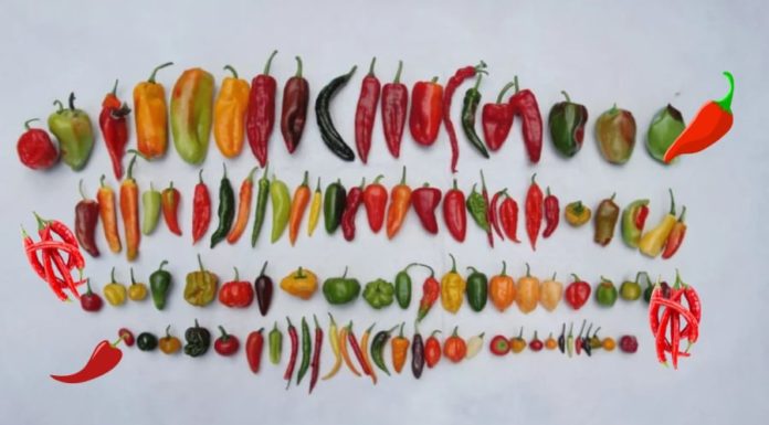 Preserve the freshness and flavor of peppers for months with this method, keeping them as fresh and delicious as when they were freshly picked