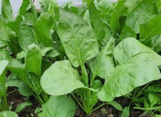 Excellent Benefits of Kale for Your Health