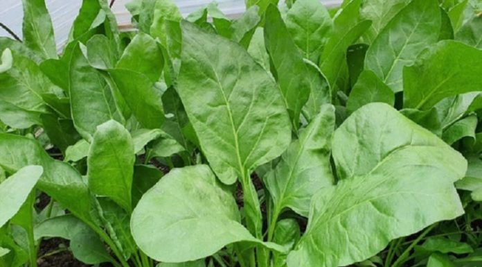 Excellent Benefits of Kale for Your Health