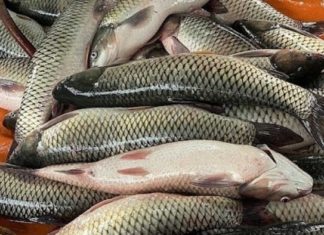 Should You Remove the Slime Layer on Fish?