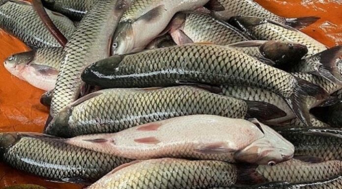 Should You Remove the Slime Layer on Fish?