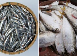 4 types of ocean fish: less fishy, meaty, rich in omega-3