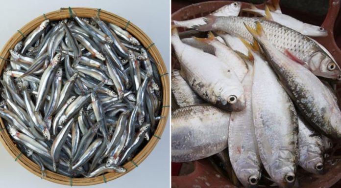 4 types of ocean fish: less fishy, meaty, rich in omega-3