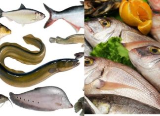 Saltwater or Freshwater Fish: Which is Better? Many are still unaware of this.