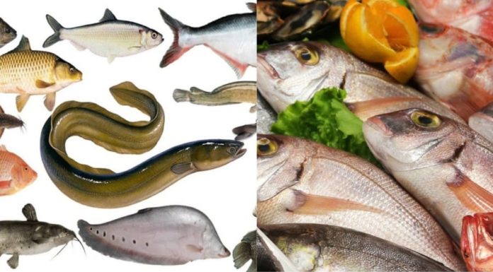 Saltwater or Freshwater Fish: Which is Better? Many are still unaware of this.