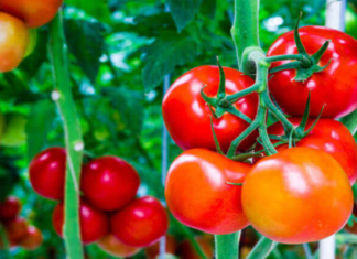 Who should avoid eating too many tomatoes?