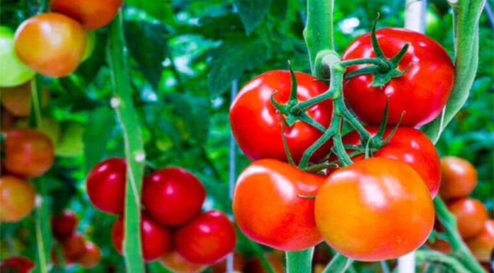 Who should avoid eating too many tomatoes?