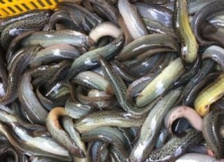 The Best Fishes to Eat Are Not Just Carp or Tuna: Meet the Aquatic Wonder, Unheard Of