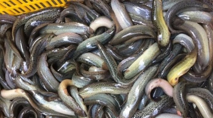 The Best Fishes to Eat Are Not Just Carp or Tuna: Meet the Aquatic Wonder, Unheard Of