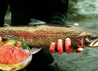 5 Fish Types Rich in DHA, Beneficial for the Brain