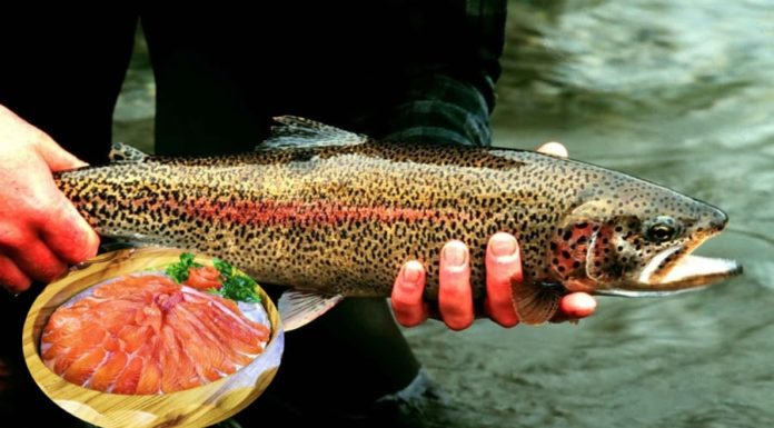 5 Fish Types Rich in DHA, Beneficial for the Brain