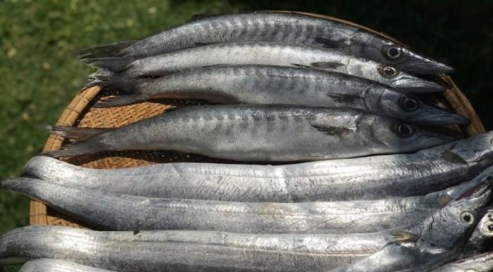 The fish is longer than a glove, rich in protein, fragrant and delicious. Sweet and very cheap in the market.