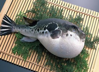 4 types of fish with the highest amount of Lead in the market: Another special type to avoid taking