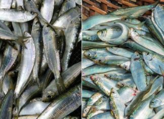 Affordable Alternative to Salmon: Omega-3-rich Fish Variety Available in Markets.