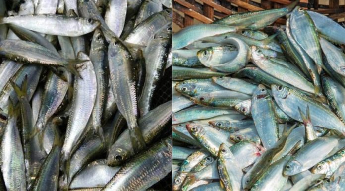 Affordable Alternative to Salmon: Omega-3-rich Fish Variety Available in Markets.