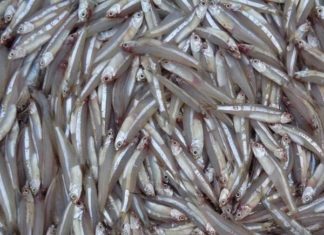 Natural Fish with High Nutrients, Few Bones – Like Ginseng, Bird’s Nest: Grab it at the Market Now Before it’s Gone