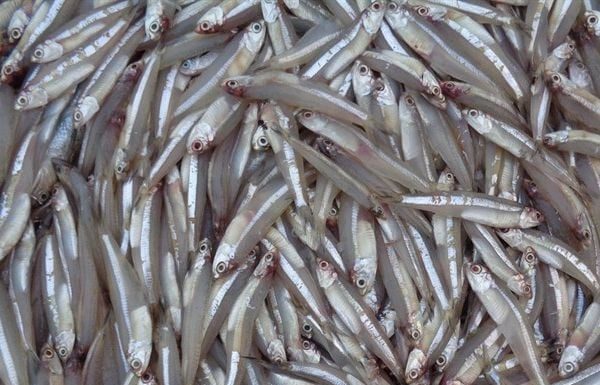 Natural Fish with High Nutrients, Few Bones – Like Ginseng, Bird’s Nest: Grab it at the Market Now Before it’s Gone