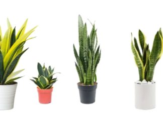 Lucky Omen: Tiger’s Tongue Blossoms Bring Wealth and Prosperity. The Secret to Inducing Blooms in Tiger’s Tongue Plant.